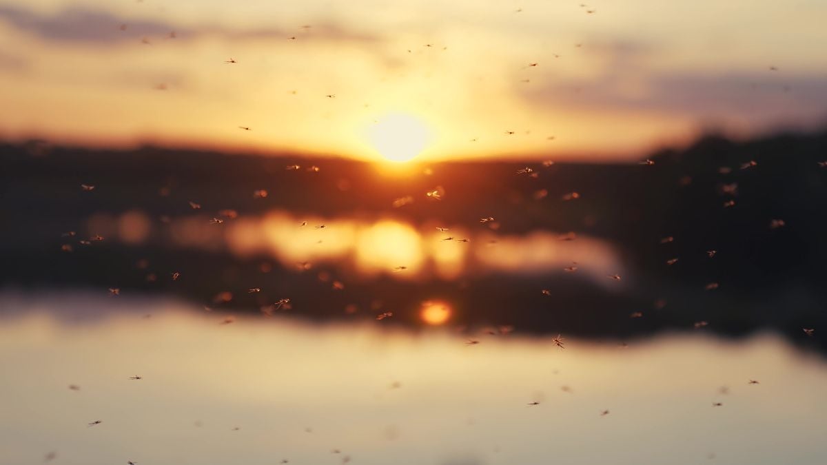 Large swarm of mosquitoes at sunset near the swamp river.