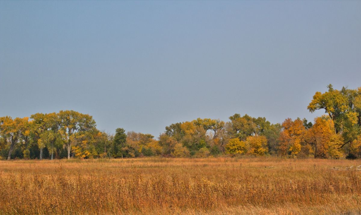 Fall colors along a stream bed in rural Nebraska.