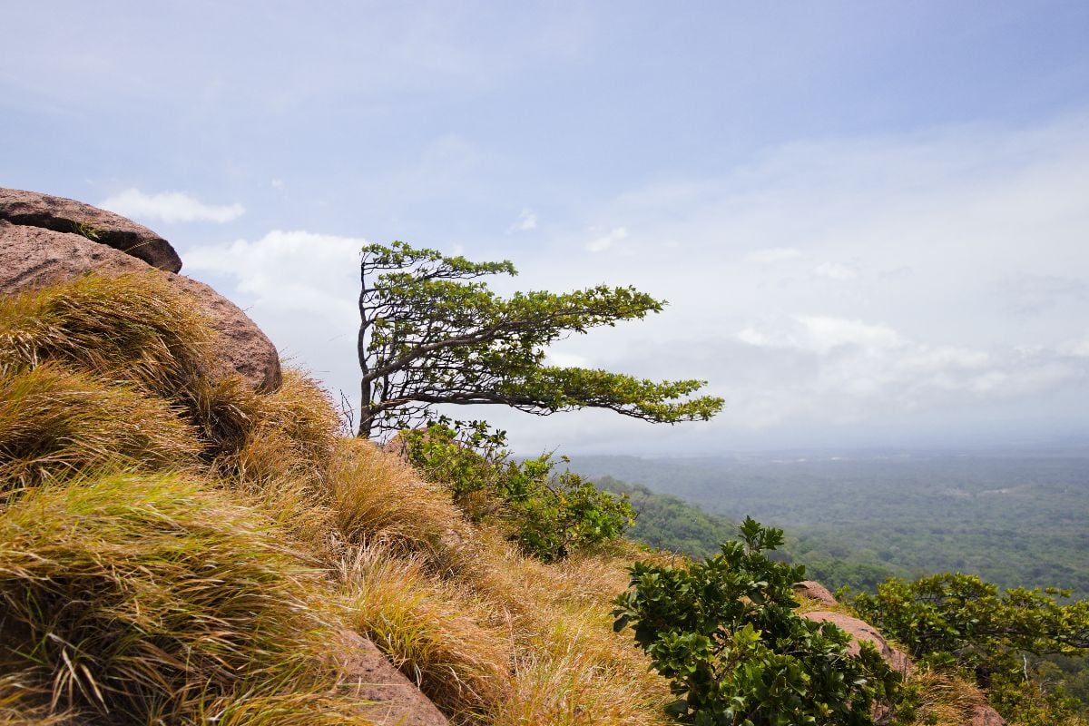 A tree that grew tall but leans rightward, shaped by years of strong wind blowing from the left.