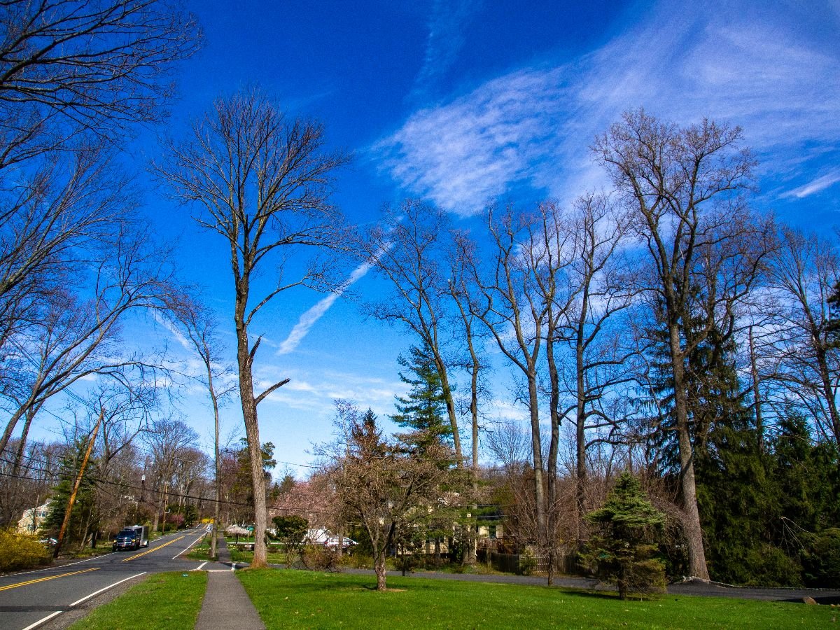 New Jersey back road in the spring.