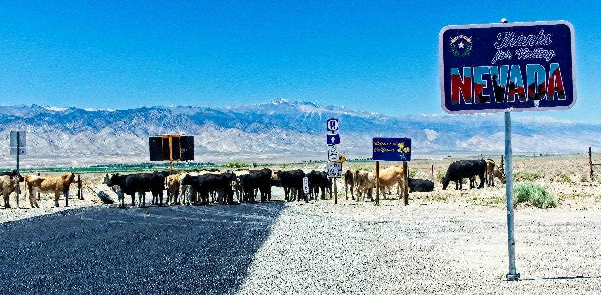 A herd of rogue cattle blocks the road at the Nevada-California border.