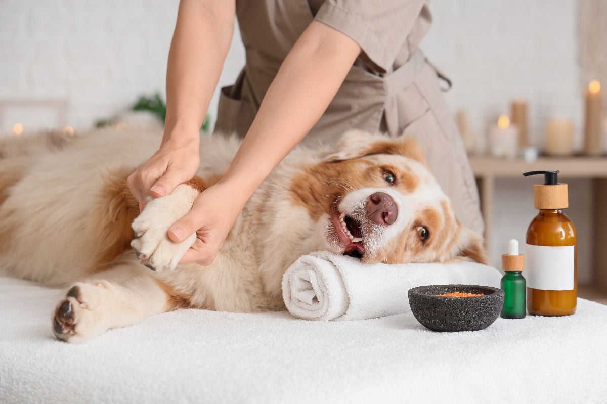 Pet dog being pampered in a salon.