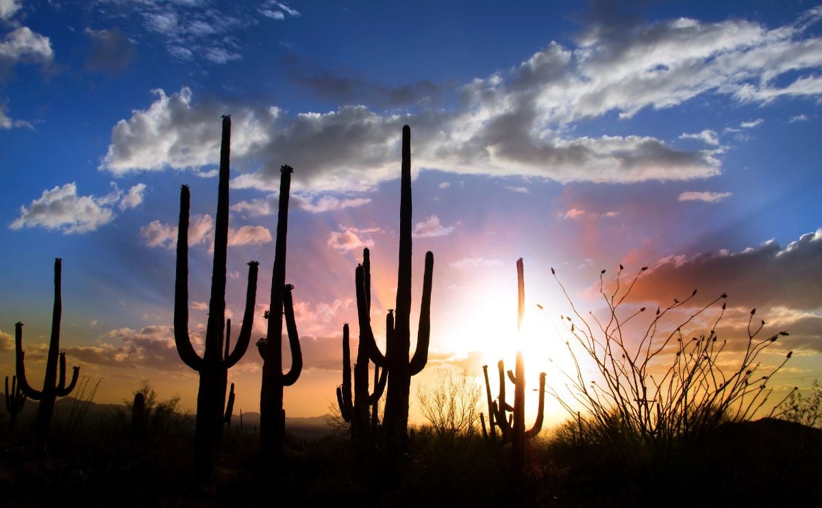 Saguaro sunset