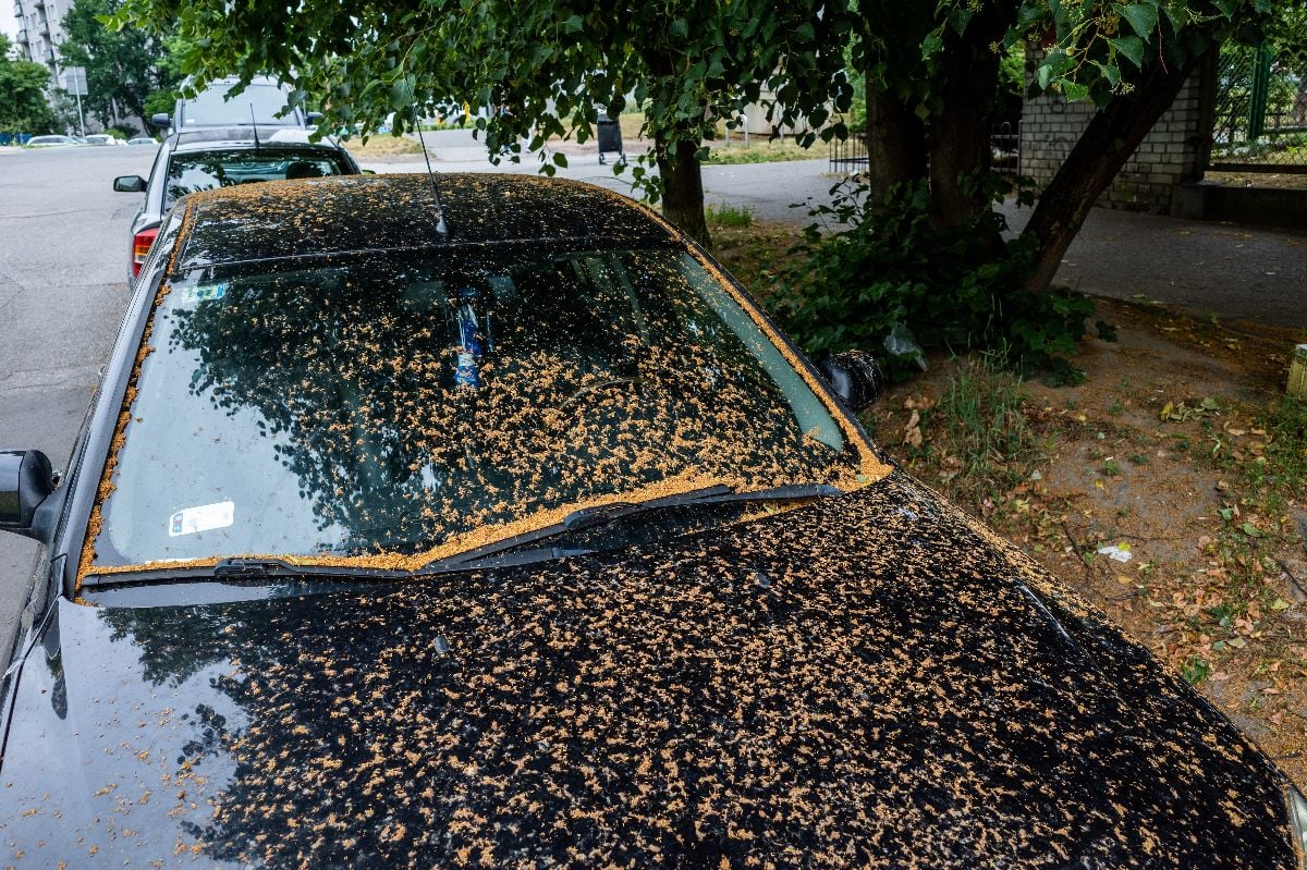 A car parked under a linden tree is covered with pollen.