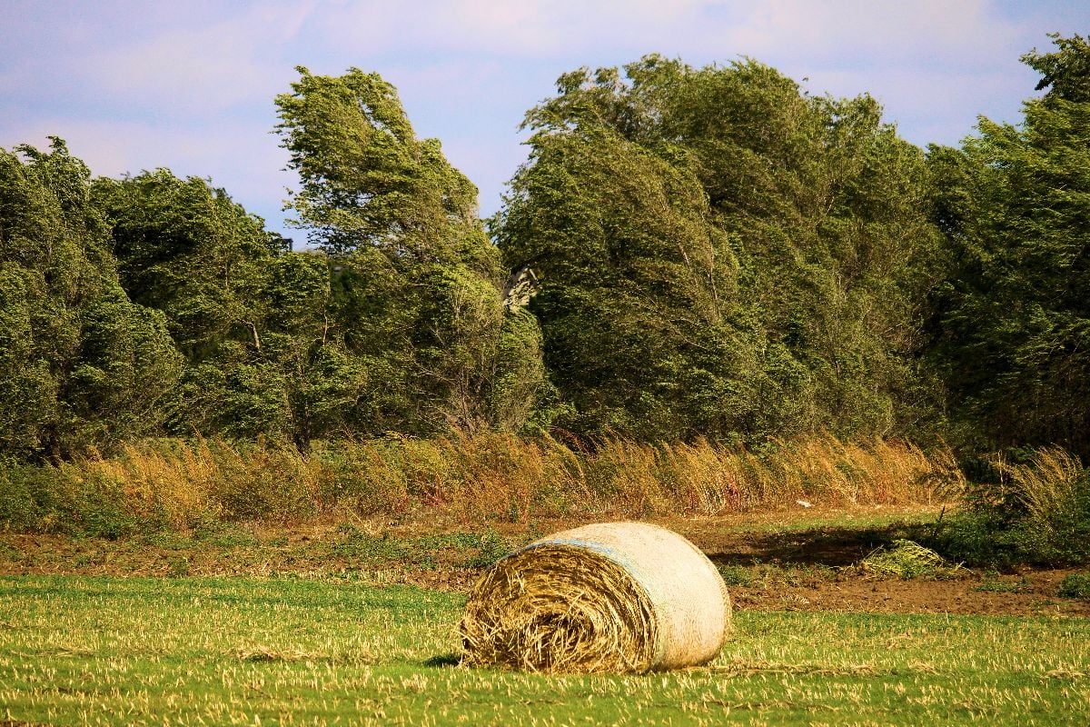Haystack on farmland surrounded by a deciduous forest.
