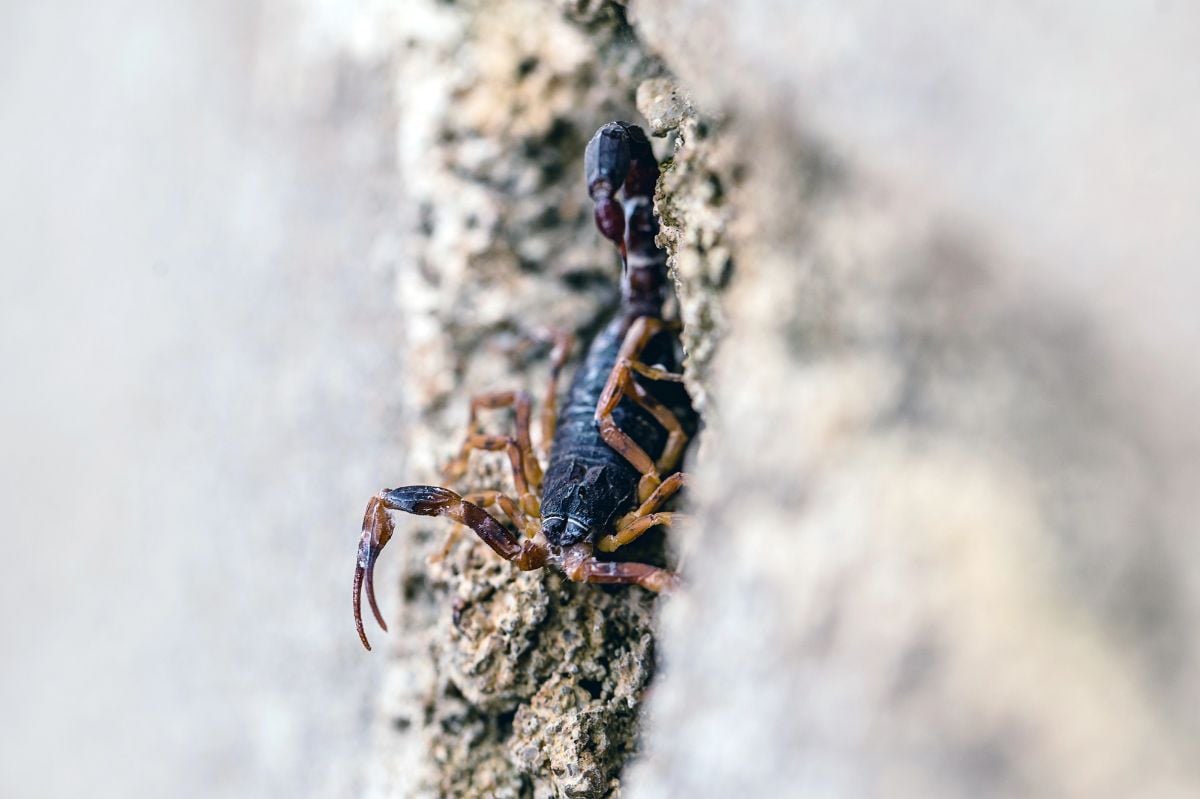 Scorpion amid rubble and trash, hidden.