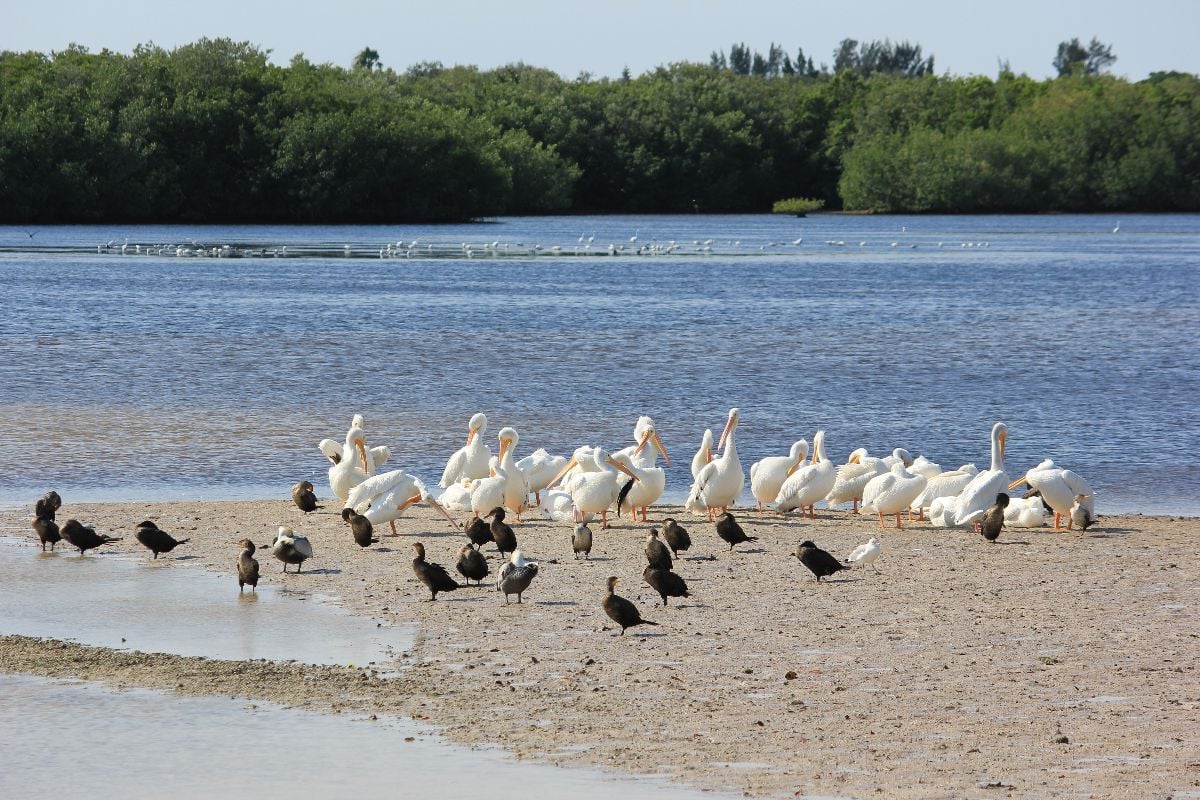 Snowbirds at J.D. Darling Wild Life Refuge.