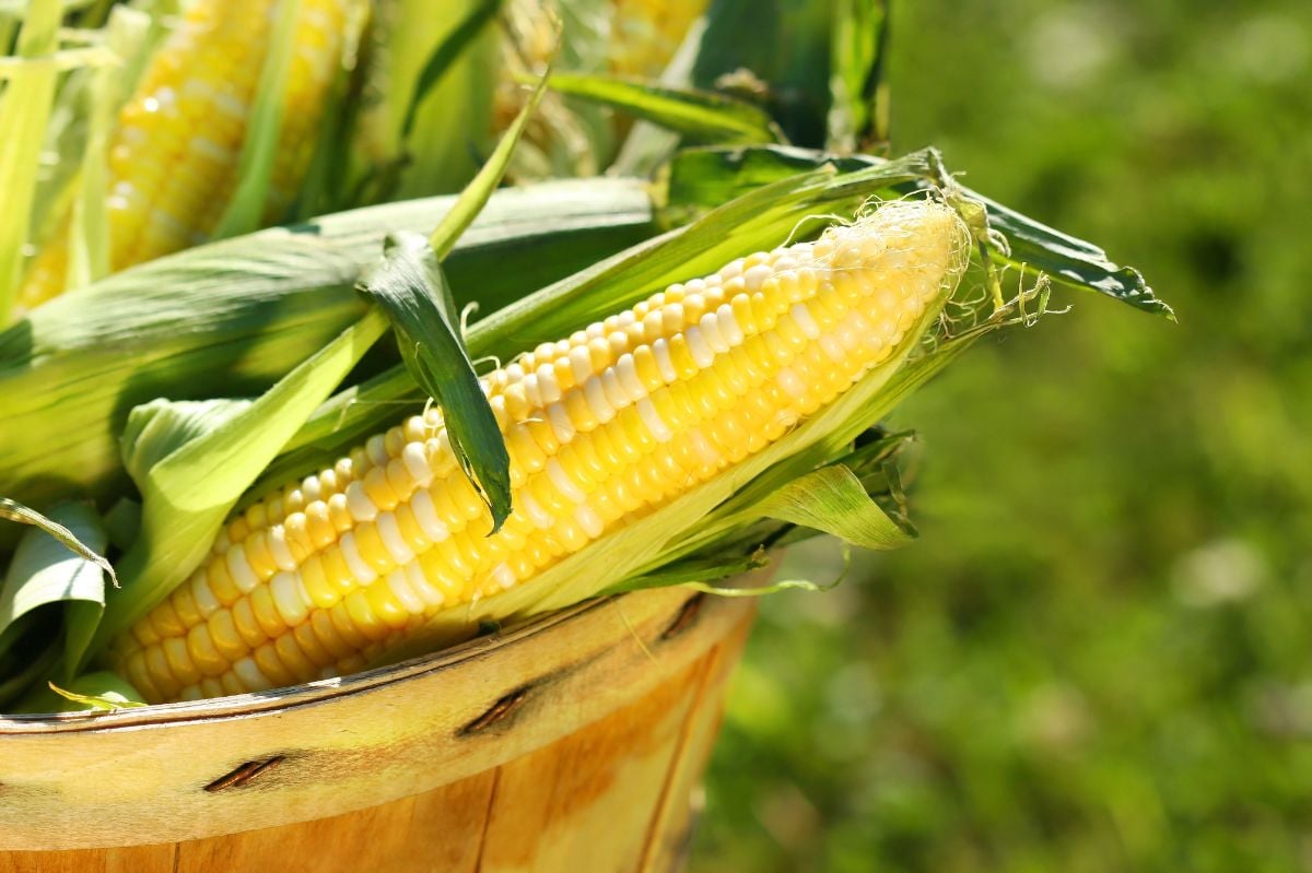 Corn in a wooden basket.
