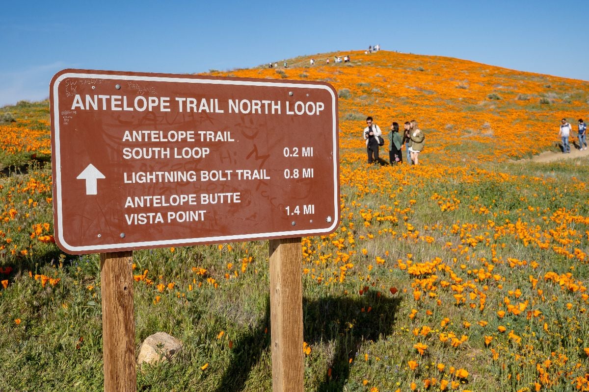 Sign in the Antelope Valley Poppy Reserve noting trail locations and distances.