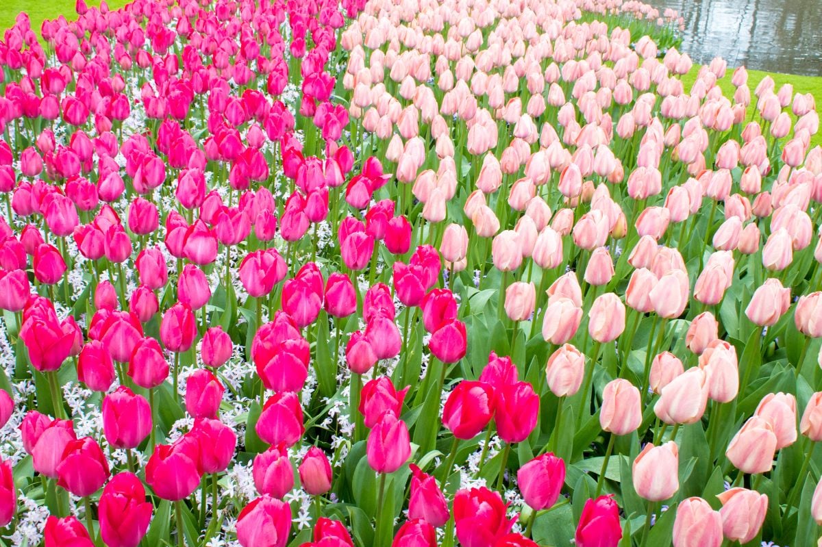 Field of tulips in pink shades.