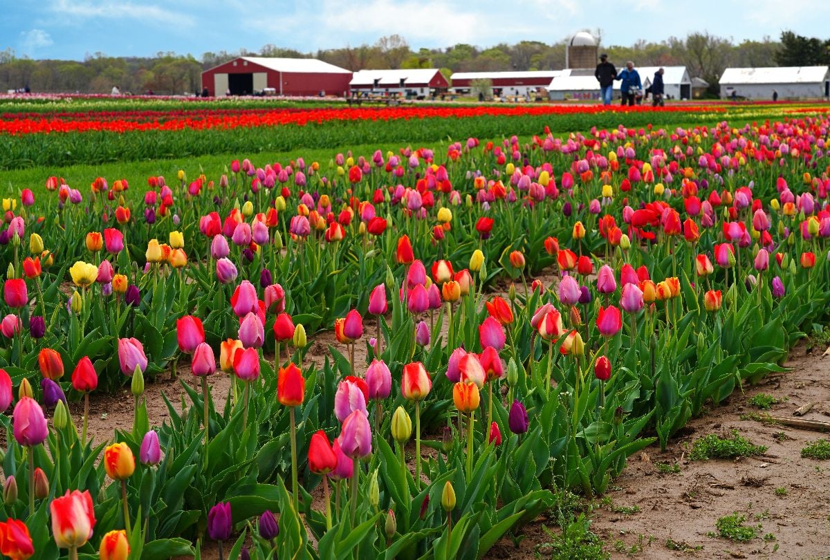View of a colorful tulip field with flowers in bloom.