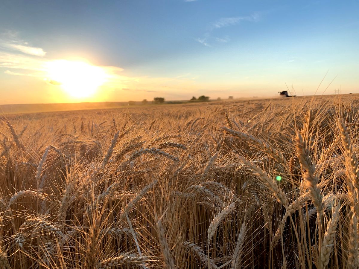 Kansas wheat field at golden hour.