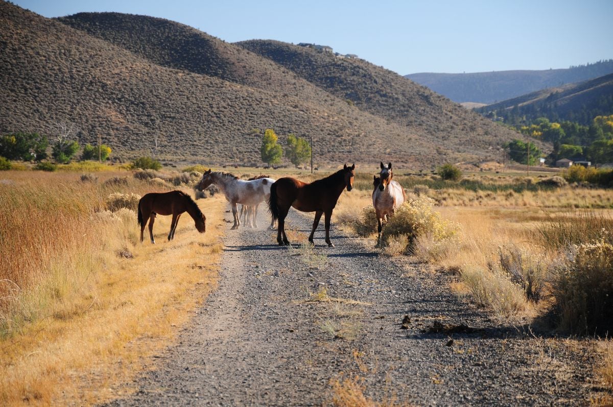 A herd of wild horses roam along a hiking path in a desert landscape of the American west.
