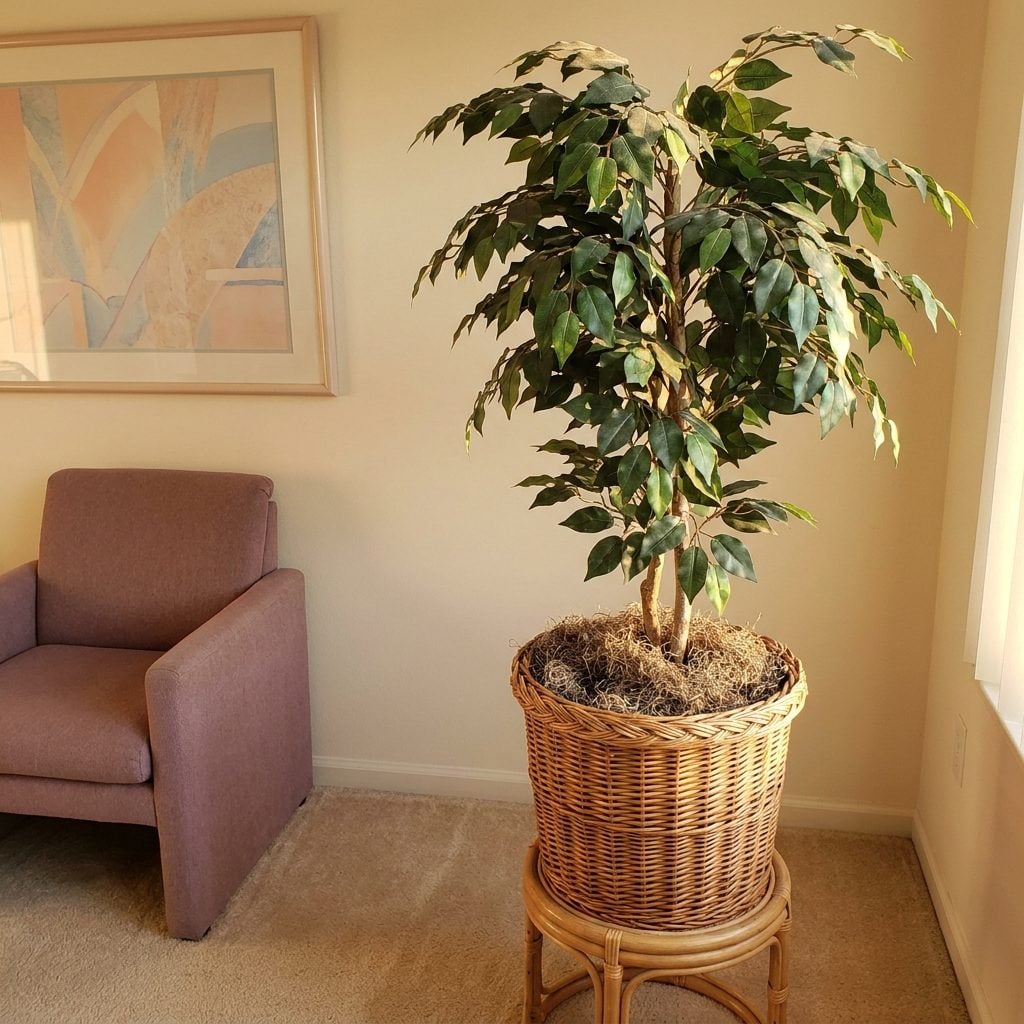 The Fake Ficus Tree in the Wicker Basket Planter That Fooled Absolutely Nobody