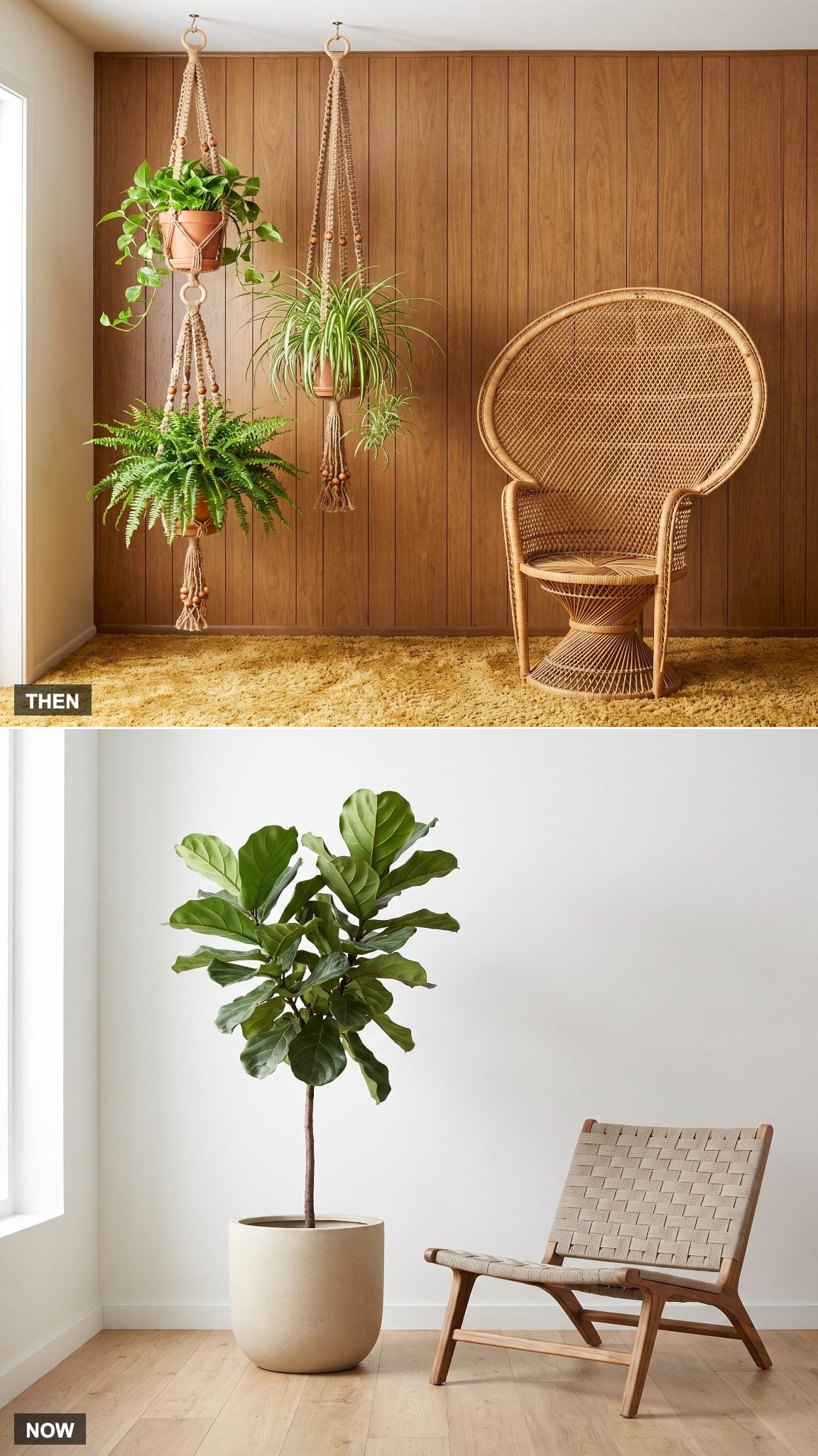 1970: Macramé Plant Hangers → NOW: Large Architectural Houseplants