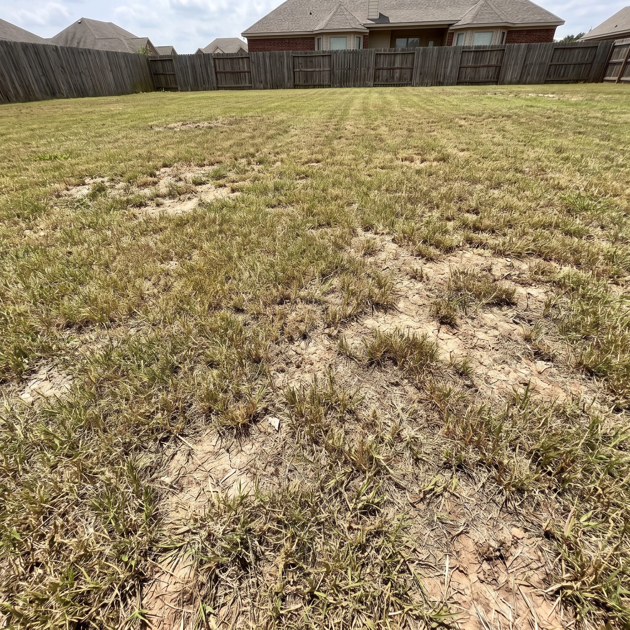 The Thin, Patchy Lawn Announcing Itself Before Anything Else