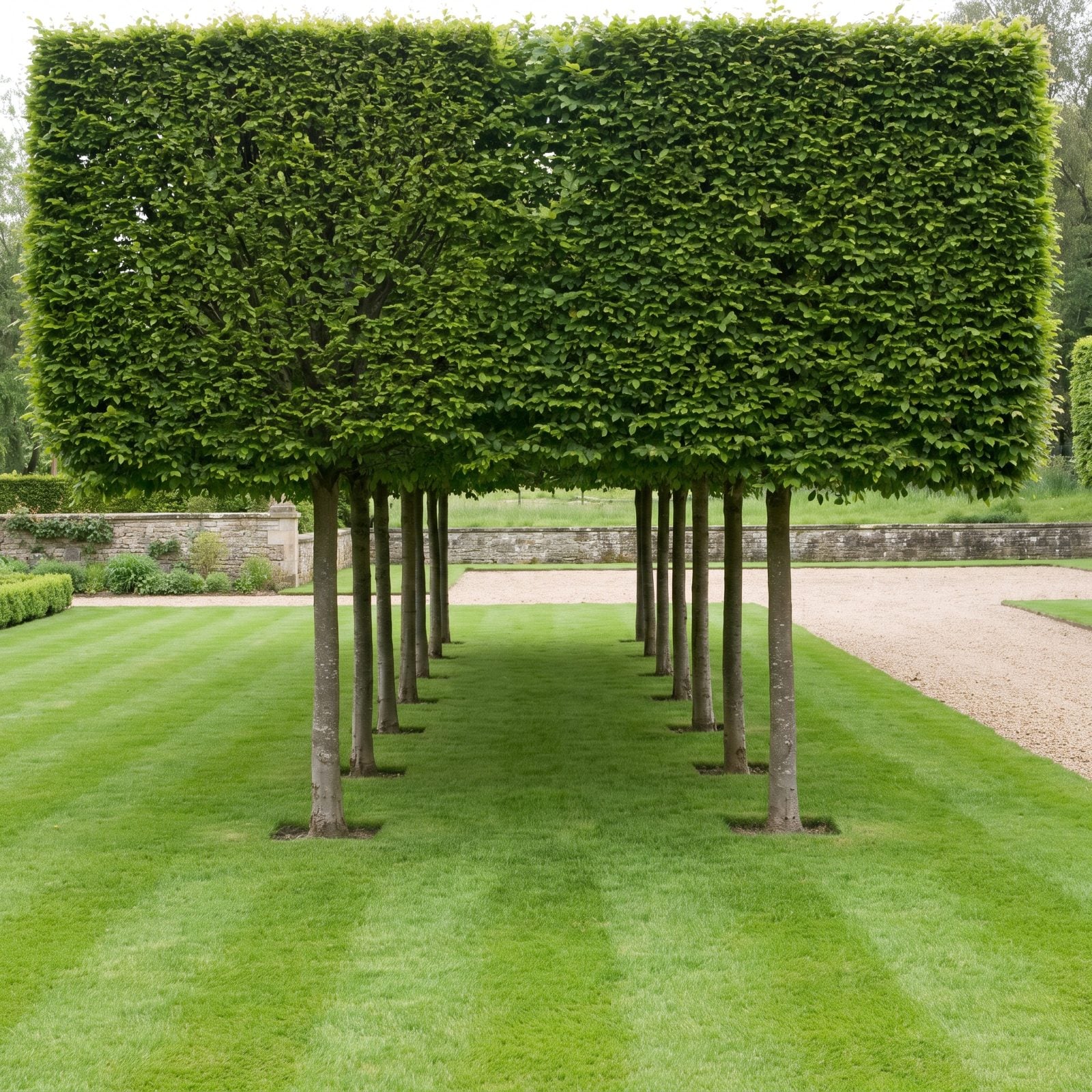 A Pleached Tree Screen