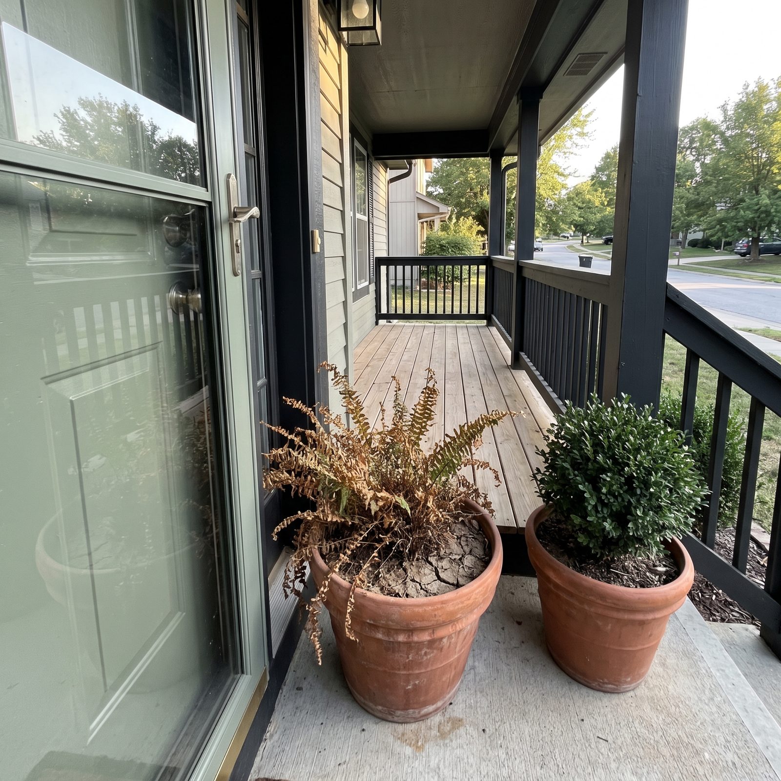 Front porch with a terracotta pot holding a browned fern next to a second pot holding a green boxwood.
